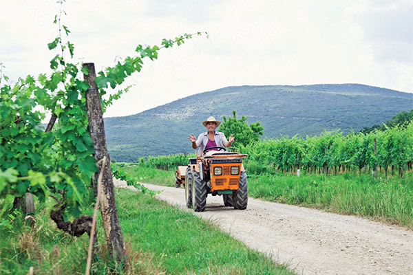 portal o vinu
