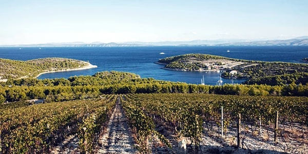vinograd