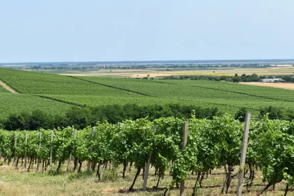 vinograd Kamačko - Banovo brdo