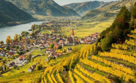 vinograd