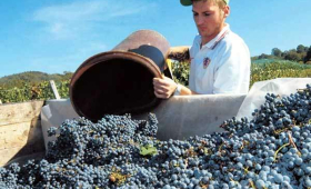 portal o vinu