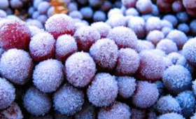 portal o vinu