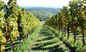 portal o vinu