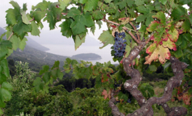 portal o vinu