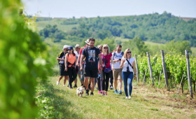 wine&walk
