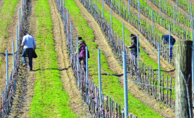 vinograd