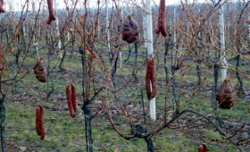 vinograd