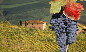 portal o vinu
