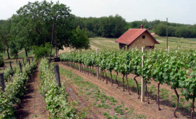 vinograd