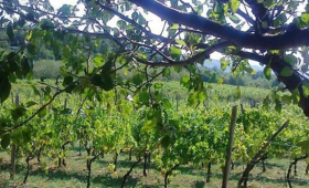 portal o vinu