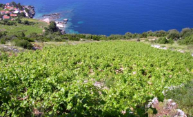 vinograd