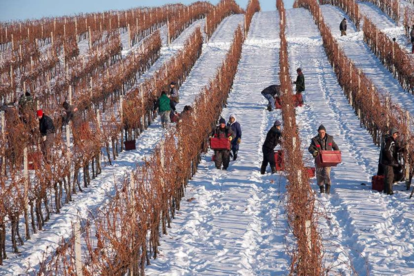 berači u vinogradu po d snijegom