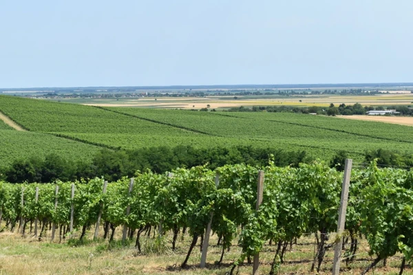 vinograd Kamačko - Banovo brdo